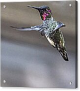 Hummingbird 4 Acrylic Print