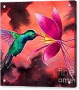 Hummingbird And Columbine Acrylic Print