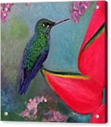 Hummingbird And Heliconia Acrylic Print