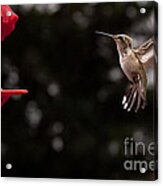 Hummingbird At Feeder Acrylic Print