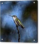 Hummingbird Beauty Acrylic Print