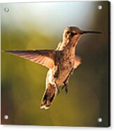 Hummingbird Bokeh Acrylic Print