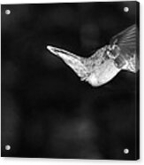 Hummingbird Bw Acrylic Print