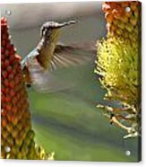 Hummingbird Feeding Acrylic Print
