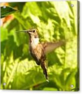 Hummingbird Highlighted By The Sun Acrylic Print