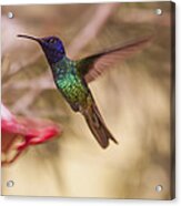 Hummingbird Humming Acrylic Print