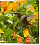 Hummingbird Looking For Food Acrylic Print