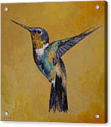 Hummingbird Acrylic Print