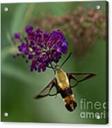 Hummingbird Moth Iii Acrylic Print