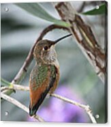 Hummingbird On A Branch Acrylic Print