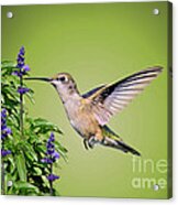 Hummingbird On Purple Flowers Acrylic Print