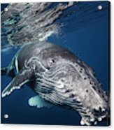 Humpback Whale Acrylic Print