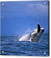 Humpback Whale Breaching Acrylic Print