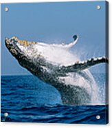 Humpback Whale Megaptera Novaeangliae Acrylic Print