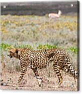Hungry Red Cheetah Acrylic Print