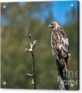 Hunting Red Tail Acrylic Print