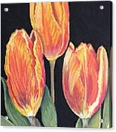 Hurry Up Spring Tulips Acrylic Print