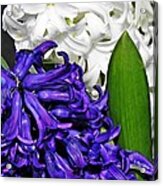 Hyacinths Acrylic Print