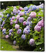 Hydrangea Acrylic Print