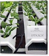 Hydroponic Spinach At A Hospital Farm Acrylic Print