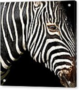I Am A Zebra Acrylic Print