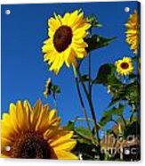 I Girasoli Dietro Casa Mia - Sunflowers In The Field Behind My House. Acrylic Print