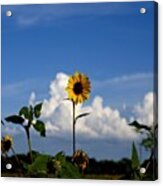 I Hope The Sunflowers Will Come Back Acrylic Print