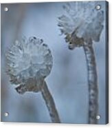 Ice-covered Winter Flowers With Blue Background Acrylic Print