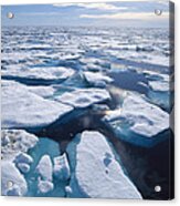 Ice Floes In Arctic Northwest Territories Acrylic Print