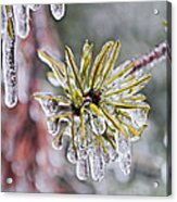 Ice Storm Remnants Acrylic Print