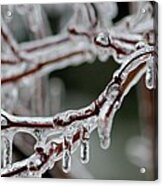 Icy Branches Acrylic Print