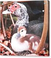 Mother And Baby Duckling Acrylic Print