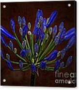 I'm Brown With The Blues Acrylic Print