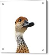 I'm Not Quacking Acrylic Print