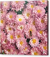 Image Filled With Pink Chrysanthemum Acrylic Print