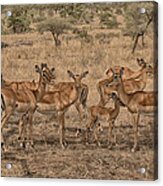 Impala Herd Acrylic Print
