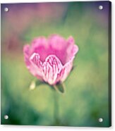 Imperfect Bloom Acrylic Print