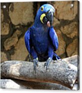 Blue Macaw Acrylic Print