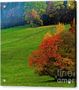 In A Field Of Green Acrylic Print