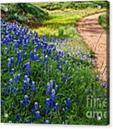 In Bloom Acrylic Print