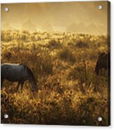 In Fields Of Gold Acrylic Print