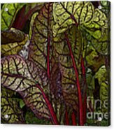 In The Garden - Red Chard Jungle Acrylic Print