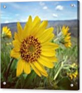 In The Land Of Wildflowers Acrylic Print