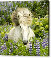 In The Lupine Acrylic Print