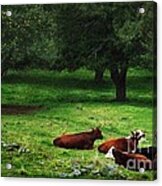 In The Orchard Cows Are Resting Acrylic Print