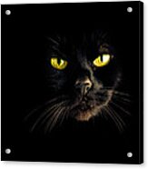In The Shadows One Black Cat Acrylic Print
