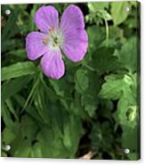 In The Woods Acrylic Print