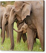 Indian Elephant Calf Playing Acrylic Print