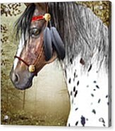 The Indian Pony Acrylic Print