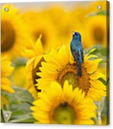 Indigo Bunting On Sunflower Acrylic Print